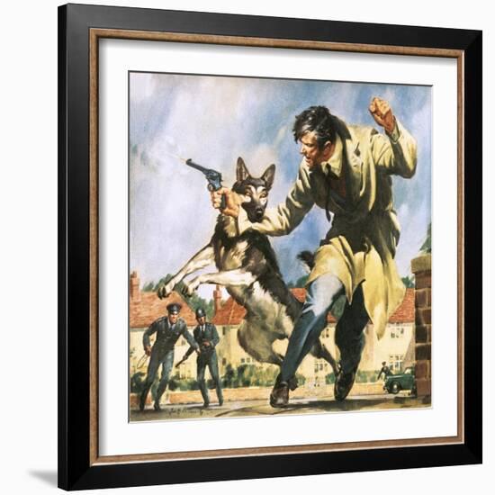 Alsatian Police Dog-McConnell-Framed Giclee Print