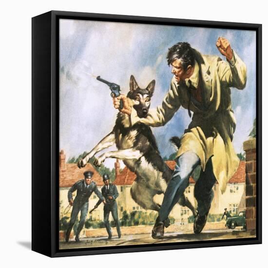 Alsatian Police Dog-McConnell-Framed Premier Image Canvas