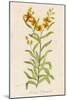 Also Known as Cheiranthus Ch. Wall Flower-null-Mounted Art Print