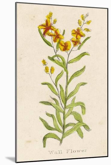 Also Known as Cheiranthus Ch. Wall Flower-null-Mounted Art Print