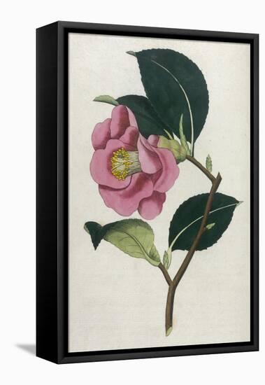 Also Known as Rose Camellia-William Curtis-Framed Premier Image Canvas