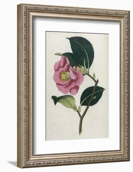 Also Known as Rose Camellia-William Curtis-Framed Photographic Print