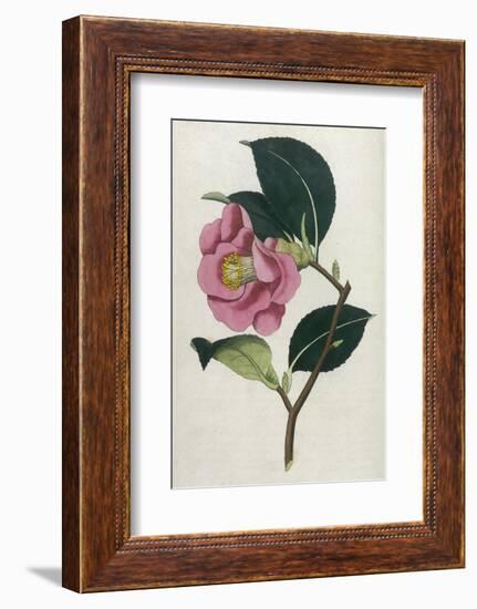 Also Known as Rose Camellia-William Curtis-Framed Photographic Print