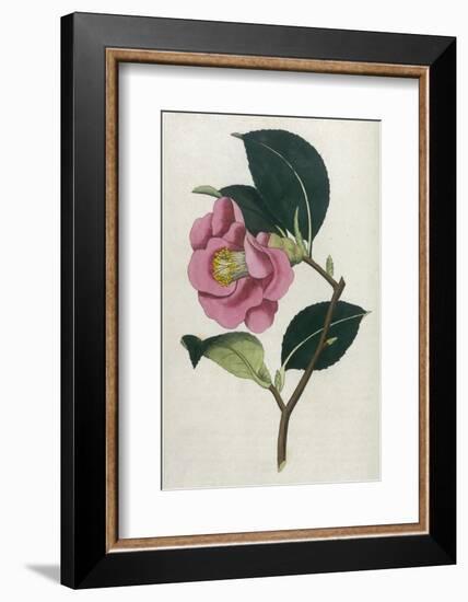 Also Known as Rose Camellia-William Curtis-Framed Photographic Print