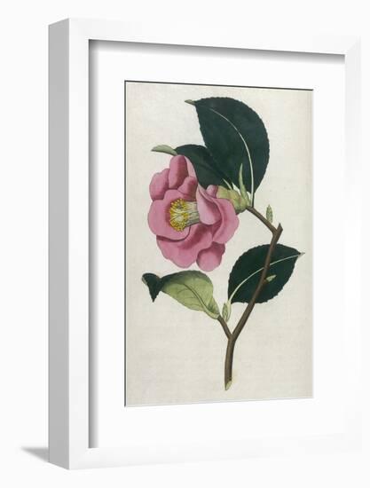 Also Known as Rose Camellia-William Curtis-Framed Photographic Print