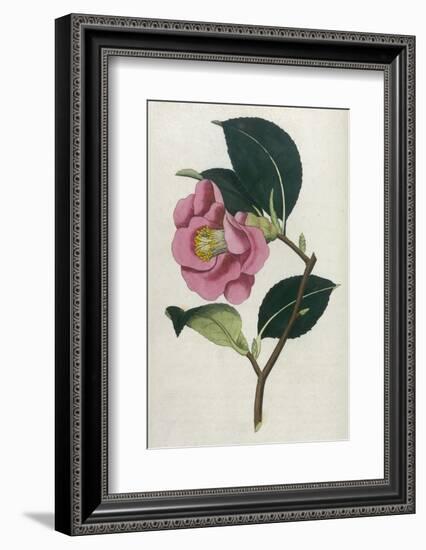 Also Known as Rose Camellia-William Curtis-Framed Photographic Print