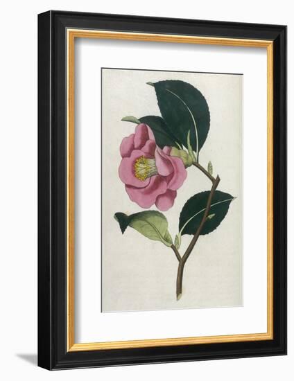 Also Known as Rose Camellia-William Curtis-Framed Photographic Print