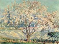 Almond Tree in Blossom (Oil on Canvas)-Alson Skinner Clark-Giclee Print