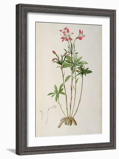 Alstraemeria Ligtu, from `Les Liliacees' by Pierre Redoute, 8 Volumes, Published 1805-16-Pierre Joseph Redoute-Framed Giclee Print