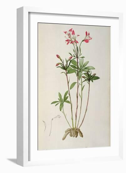 Alstraemeria Ligtu, from `Les Liliacees' by Pierre Redoute, 8 Volumes, Published 1805-16-Pierre Joseph Redoute-Framed Giclee Print