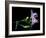 Alstroemera-Magda Indigo-Framed Photographic Print