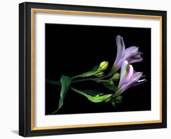 Alstroemera-Magda Indigo-Framed Photographic Print