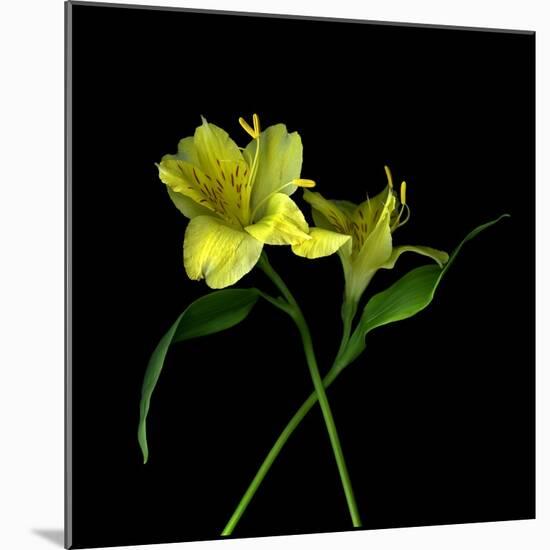 Alstroemeria 3-Magda Indigo-Mounted Photographic Print