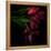 Alstroemeria 4-Magda Indigo-Framed Premier Image Canvas