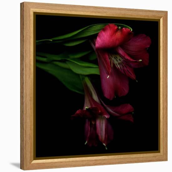 Alstroemeria 4-Magda Indigo-Framed Premier Image Canvas