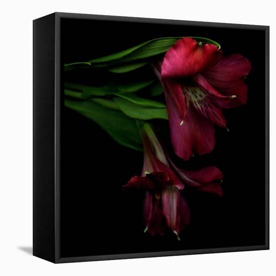 Alstroemeria 4-Magda Indigo-Framed Premier Image Canvas