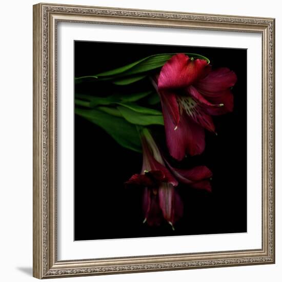 Alstroemeria 4-Magda Indigo-Framed Photographic Print