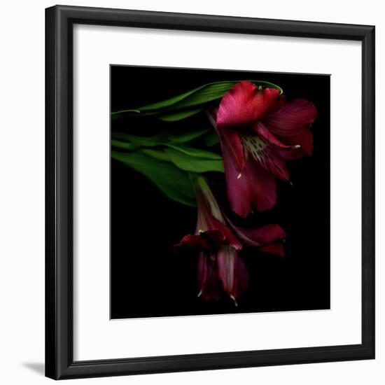 Alstroemeria 4-Magda Indigo-Framed Photographic Print