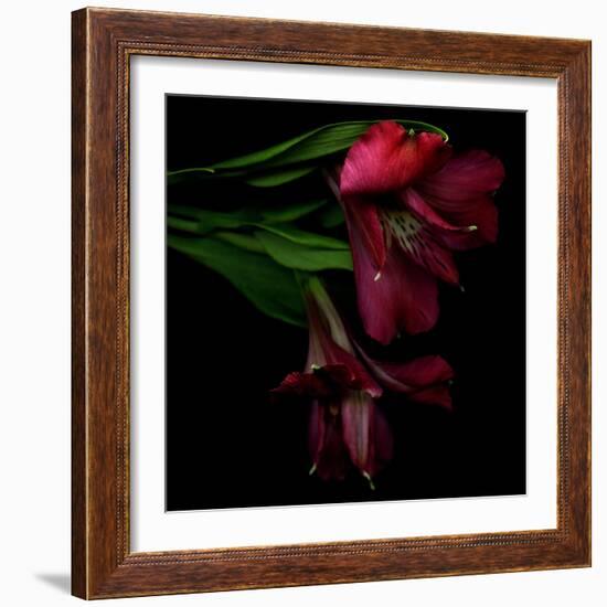 Alstroemeria 4-Magda Indigo-Framed Photographic Print