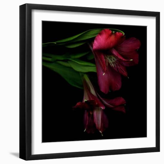 Alstroemeria 4-Magda Indigo-Framed Photographic Print