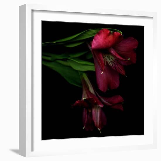 Alstroemeria 4-Magda Indigo-Framed Photographic Print