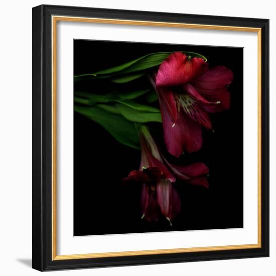 Alstroemeria 4-Magda Indigo-Framed Photographic Print