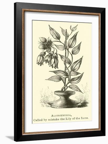Alstroemeria, Called by Mistake the Lily of the Incas-Édouard Riou-Framed Giclee Print