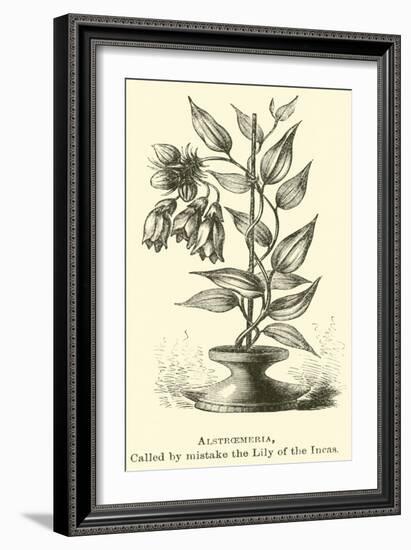 Alstroemeria, Called by Mistake the Lily of the Incas-Édouard Riou-Framed Giclee Print