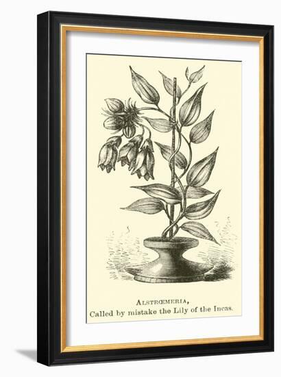 Alstroemeria, Called by Mistake the Lily of the Incas-Édouard Riou-Framed Giclee Print