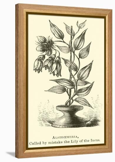 Alstroemeria, Called by Mistake the Lily of the Incas-Édouard Riou-Framed Premier Image Canvas