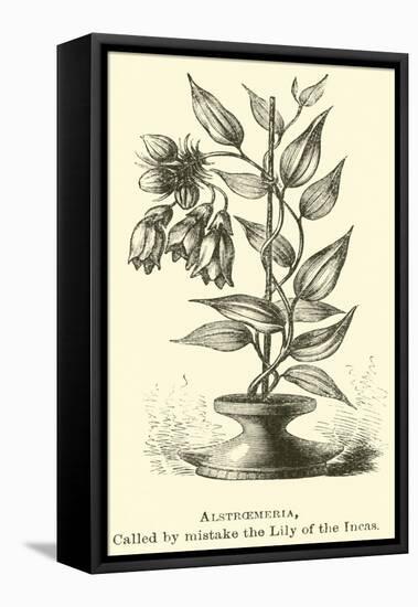 Alstroemeria, Called by Mistake the Lily of the Incas-Édouard Riou-Framed Premier Image Canvas