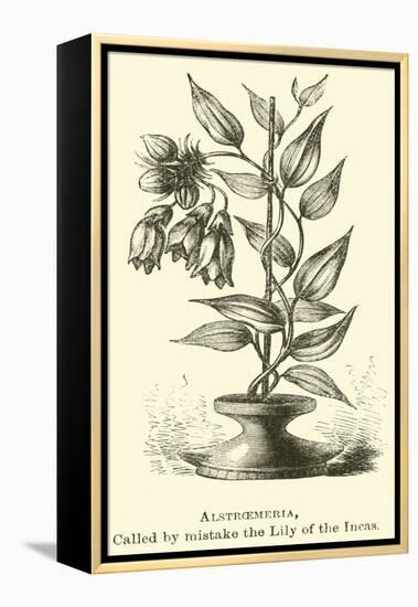 Alstroemeria, Called by Mistake the Lily of the Incas-Édouard Riou-Framed Premier Image Canvas