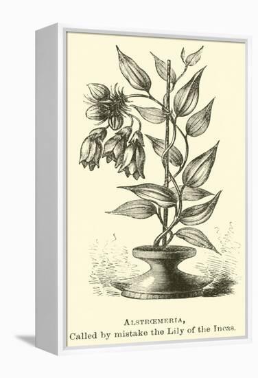 Alstroemeria, Called by Mistake the Lily of the Incas-Édouard Riou-Framed Premier Image Canvas