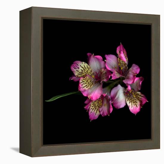 Alstroemeria-Magda Indigo-Framed Premier Image Canvas