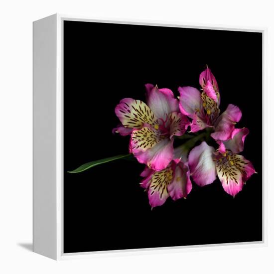 Alstroemeria-Magda Indigo-Framed Premier Image Canvas