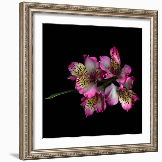 Alstroemeria-Magda Indigo-Framed Photographic Print