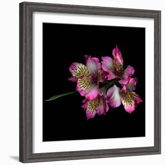 Alstroemeria-Magda Indigo-Framed Photographic Print