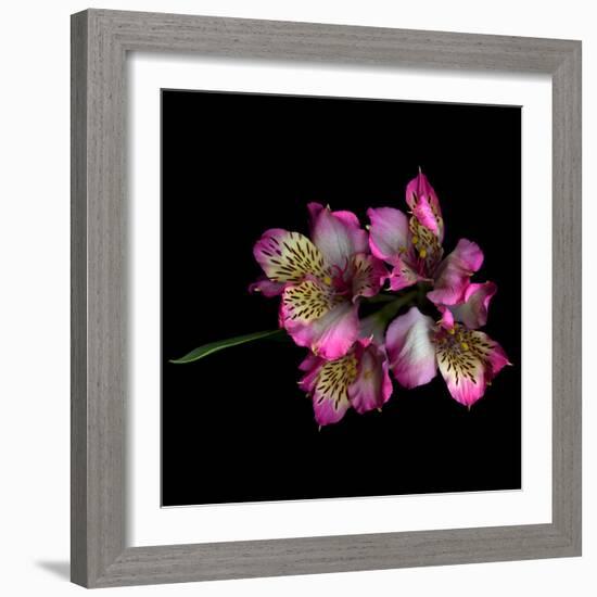 Alstroemeria-Magda Indigo-Framed Photographic Print