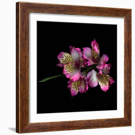 Alstroemeria-Magda Indigo-Framed Photographic Print