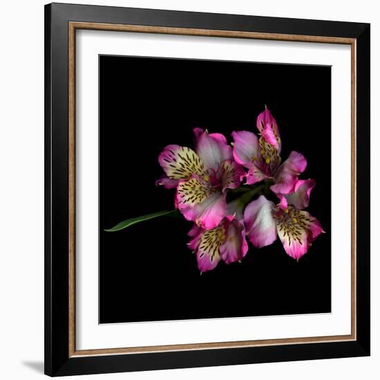 Alstroemeria-Magda Indigo-Framed Photographic Print