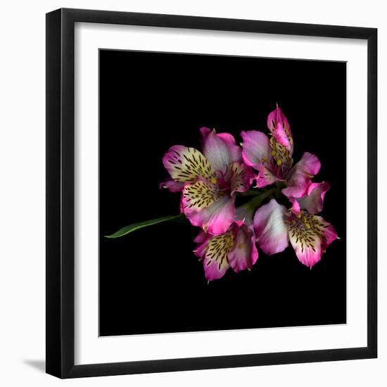 Alstroemeria-Magda Indigo-Framed Photographic Print