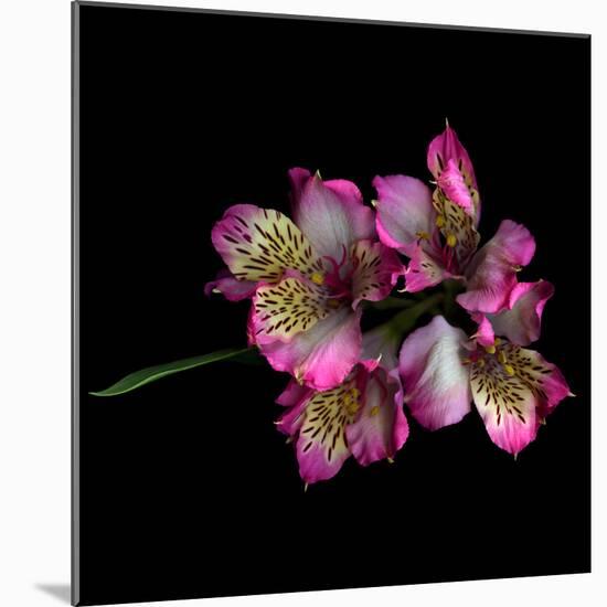 Alstroemeria-Magda Indigo-Mounted Photographic Print