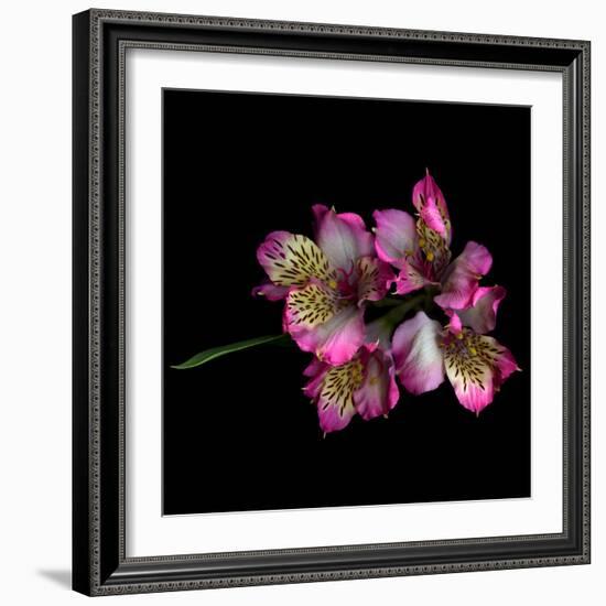 Alstroemeria-Magda Indigo-Framed Photographic Print