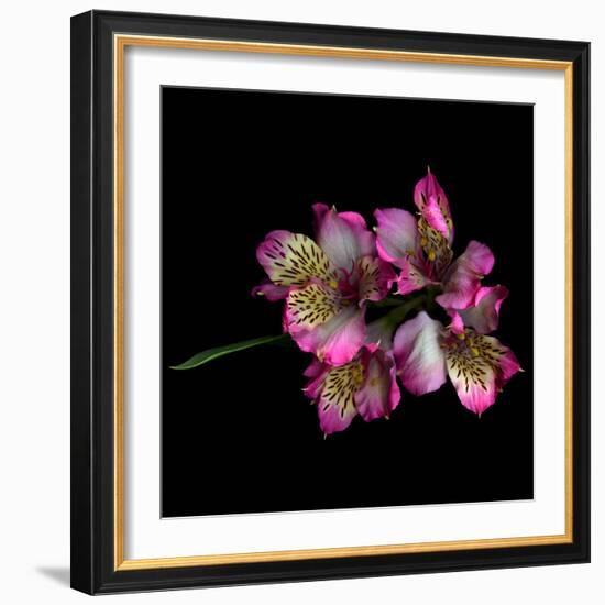 Alstroemeria-Magda Indigo-Framed Photographic Print