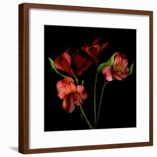 Alstroemeria-Magda Indigo-Framed Photographic Print