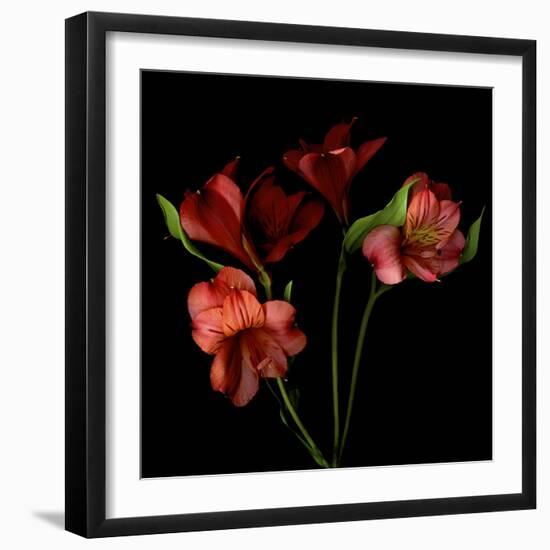 Alstroemeria-Magda Indigo-Framed Photographic Print