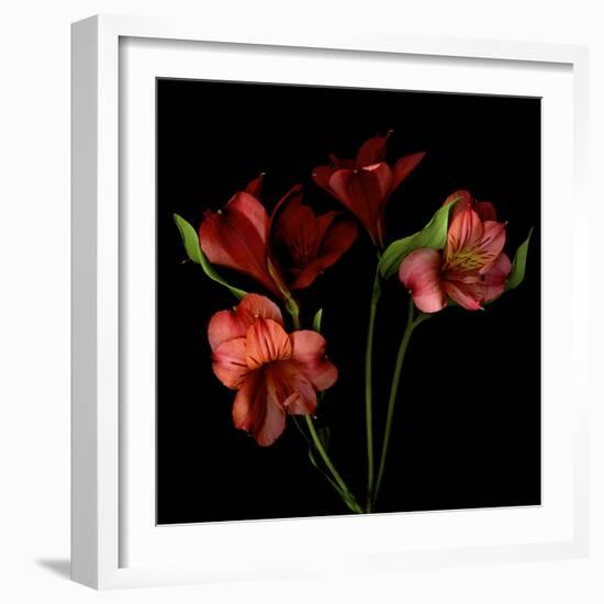 Alstroemeria-Magda Indigo-Framed Photographic Print