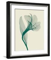 Alstromeria I-Steven N^ Meyers-Framed Art Print
