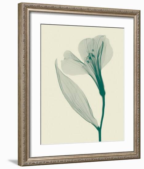 Alstromeria II-Steven N^ Meyers-Framed Art Print