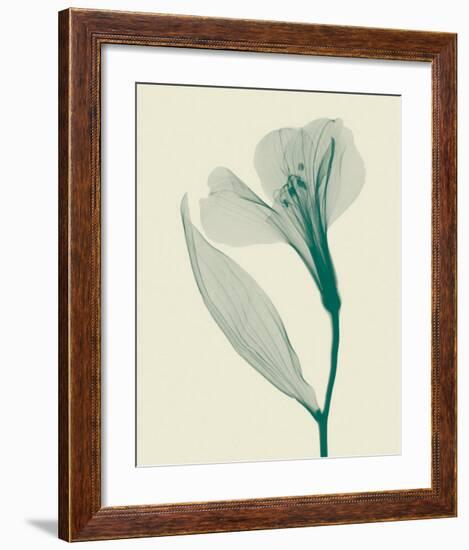 Alstromeria II-Steven N^ Meyers-Framed Art Print